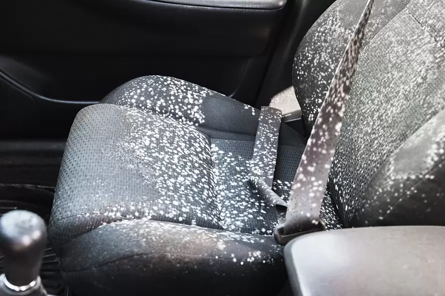 Kako ukloniti mrlje od plijesni s unutrašnjosti automobila? Kako se nositi s ...